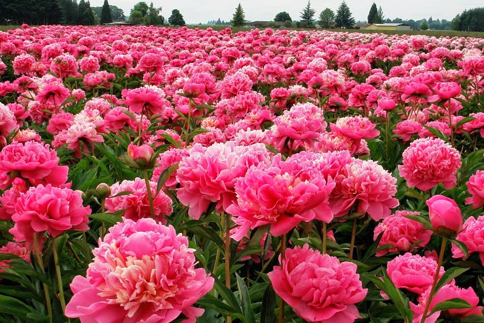 Пионы плантация фото