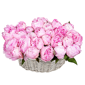 Basket of 25 delicate peonies with delivery Kemerovo
