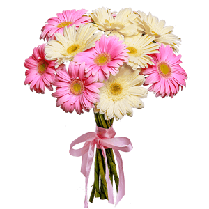 11 soft Gerberas with delivery Kemerovo