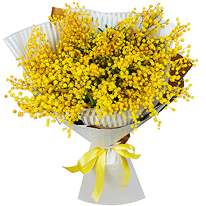 Mimosa - 7, Wrapping Paper, Ribbon