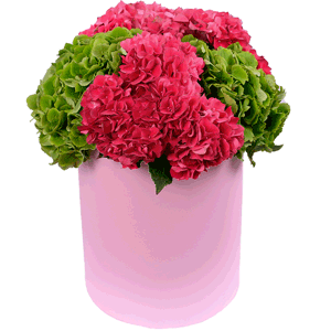 Hydrangeas in a hatbox with delivery Kemerovo