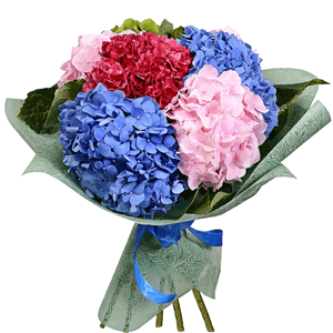 Blue/purple hydrangea - 3, Green Hydrangea - 1, Pink Hydrangea - 5, Wrapping Paper