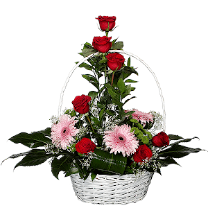 Red rose 50 cm - 11, Gerbera pink - 5, Gypsophila - 3, Athos pom Feeling Green - 3, Fatsia (1 pc.), Aspidistra (1 pc.), Ruscus, Large Basket, Oasis