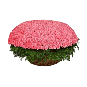1001 Pink roses with delivery Kemerovo