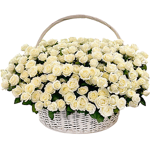 Basket of 501 white roses with delivery Kemerovo